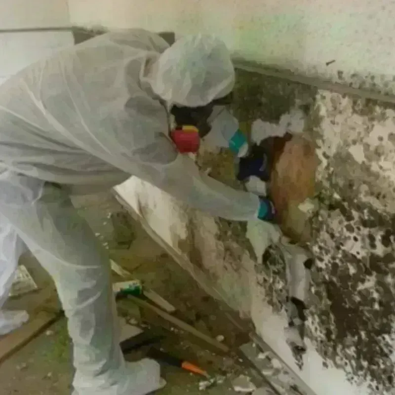 Mold Remediation and Removal in Mount Sterling, OH